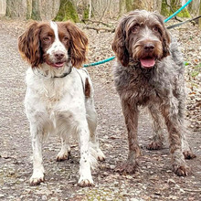 SOFIE, Hund, Griffon in Ilsede - Bild 5