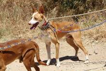 KLAUS, Hund, Podenco Andaluz in Spanien - Bild 10