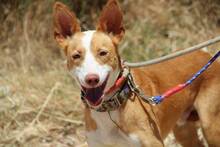 KLAUS, Hund, Podenco Andaluz in Spanien - Bild 11