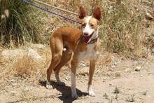 KLAUS, Hund, Podenco Andaluz in Spanien - Bild 9