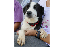 BILMA, Hund, Mischlingshund in Rumänien - Bild 5