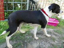 BILMA, Hund, Mischlingshund in Rumänien - Bild 7