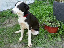 BILMA, Hund, Mischlingshund in Rumänien - Bild 9