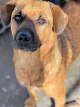 MAVERICK, Hund, Labrador-Mix in Rumänien - Bild 2