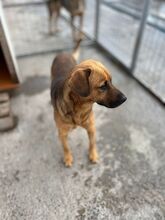 MAVERICK, Hund, Labrador-Mix in Rumänien - Bild 7