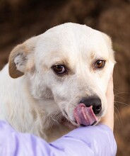 RUPES, Hund, Labrador-Mix in Italien - Bild 1