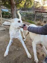 RUPES, Hund, Labrador-Mix in Italien - Bild 11