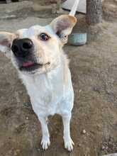 RUPES, Hund, Labrador-Mix in Italien - Bild 12