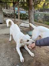 RUPES, Hund, Labrador-Mix in Italien - Bild 13