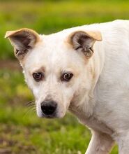 RUPES, Hund, Labrador-Mix in Italien - Bild 2