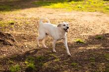 RUPES, Hund, Labrador-Mix in Italien - Bild 3