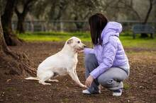 RUPES, Hund, Labrador-Mix in Italien - Bild 4