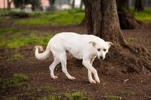 RUPES, Hund, Labrador-Mix in Italien - Bild 5