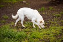 RUPES, Hund, Labrador-Mix in Italien - Bild 6