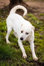 RUPES, Hund, Labrador-Mix in Italien - Bild 7