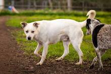 RUPES, Hund, Labrador-Mix in Italien - Bild 8