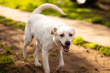 RUPES, Hund, Labrador-Mix in Italien - Bild 9
