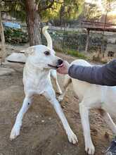RUPES, Hund, Mischlingshund in Italien - Bild 2