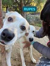 RUPES, Hund, Mischlingshund in Italien - Bild 7