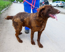 ALOIS, Hund, Mischlingshund in Bulgarien - Bild 1