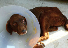 ALOIS, Hund, Mischlingshund in Bulgarien - Bild 11