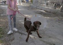 ALOIS, Hund, Mischlingshund in Bulgarien - Bild 13