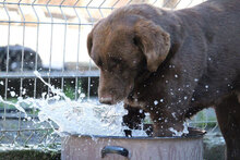 ALOIS, Hund, Mischlingshund in Bulgarien - Bild 14