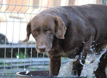 ALOIS, Hund, Mischlingshund in Bulgarien - Bild 15