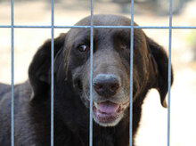 ALOIS, Hund, Mischlingshund in Bulgarien - Bild 16