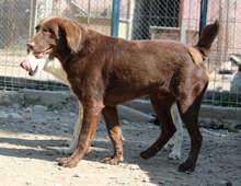 ALOIS, Hund, Mischlingshund in Bulgarien - Bild 17