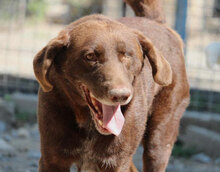 ALOIS, Hund, Mischlingshund in Bulgarien - Bild 18