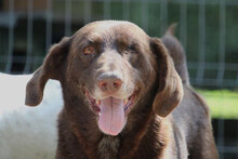 ALOIS, Hund, Mischlingshund in Bulgarien - Bild 19