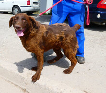 ALOIS, Hund, Mischlingshund in Bulgarien - Bild 2