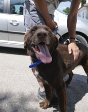 ALOIS, Hund, Mischlingshund in Bulgarien - Bild 20