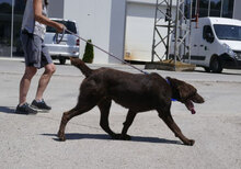 ALOIS, Hund, Mischlingshund in Bulgarien - Bild 21