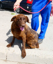 ALOIS, Hund, Mischlingshund in Bulgarien - Bild 3