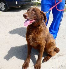 ALOIS, Hund, Mischlingshund in Bulgarien - Bild 4
