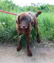 ALOIS, Hund, Mischlingshund in Bulgarien - Bild 7