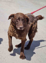 ALOIS, Hund, Mischlingshund in Bulgarien - Bild 9