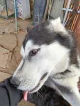 LOBO, Hund, Siberian Husky in Spanien - Bild 10