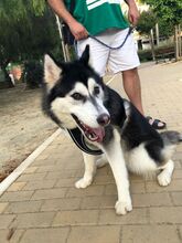 LOBO, Hund, Siberian Husky in Spanien - Bild 2