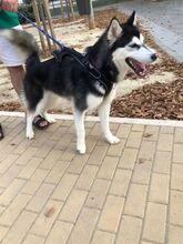 LOBO, Hund, Siberian Husky in Spanien - Bild 6