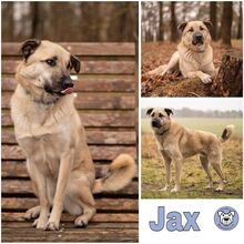 JAX, Hund, Mischlingshund in Stelle - Bild 1