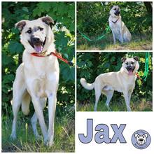 JAX, Hund, Mischlingshund in Stelle - Bild 2
