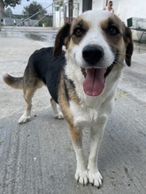 MIRAYA, Hund, Mischlingshund in Griechenland - Bild 18