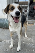 MIRAYA, Hund, Mischlingshund in Griechenland - Bild 19