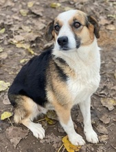 MIRAYA, Hund, Mischlingshund in Griechenland - Bild 6