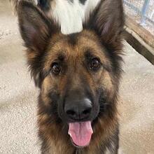 ALLY, Hund, Mischlingshund in Griechenland - Bild 1