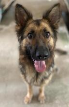ALLY, Hund, Mischlingshund in Griechenland - Bild 10