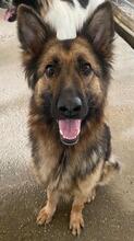 ALLY, Hund, Mischlingshund in Griechenland - Bild 13